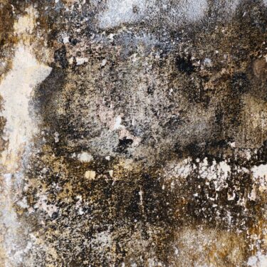 mold prevention