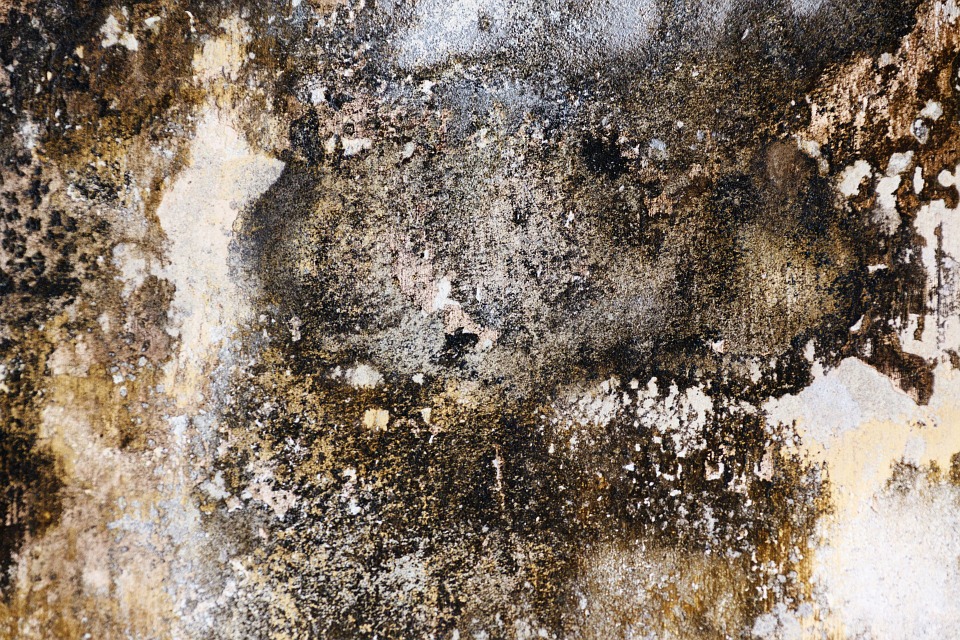 mold prevention