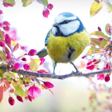spring home maintenance tips
