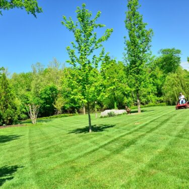 summer lawn care
