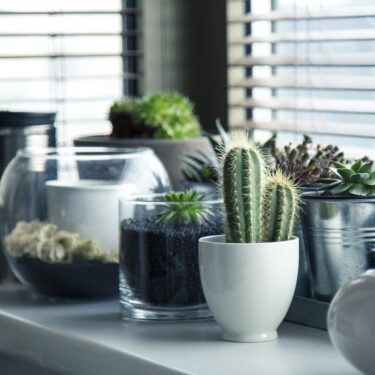 plants