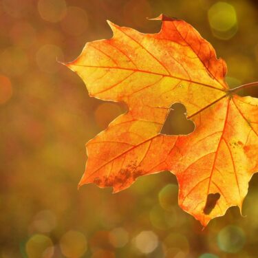 Orange autumn leaf